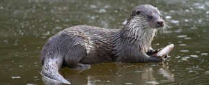 Otter DoesburgDirect nl